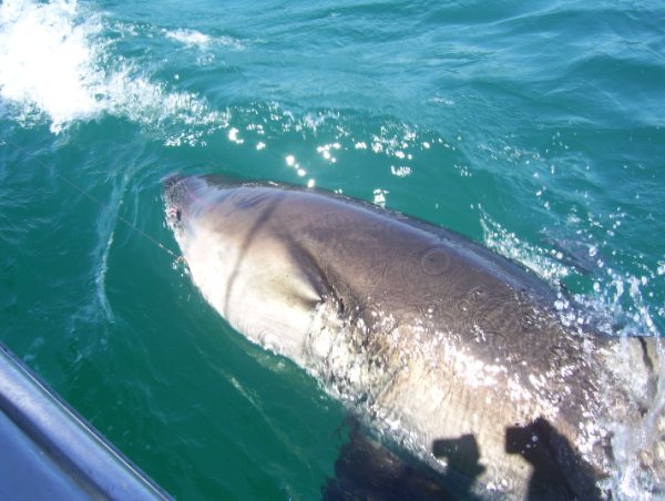 Great White Shark Fishing - Extreme Angler