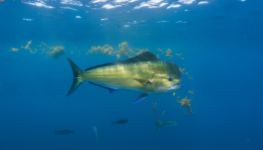 6-Rod Outrigger Spread for Bull Mahi (Distance Chart)